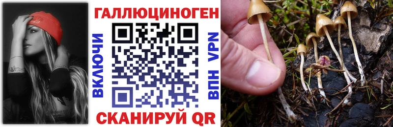 где купить наркоту Себеж Псилоцибиновые грибы Psilocybe